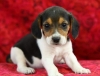Vet-checked-beagle-puppies-available-now-