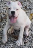 adorable-male-and-female-boxer-puppies-available