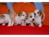 Healthy-English-Bulldog-Puppies-for-Adoption